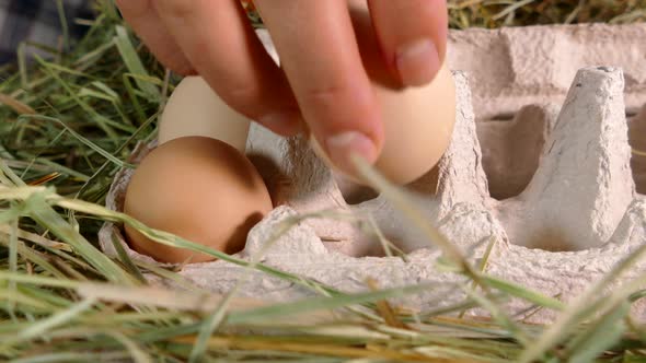 Chicken Eggs Close-up in a Tray. Collect Eggs with Your Hands on a Home Chicken Farm