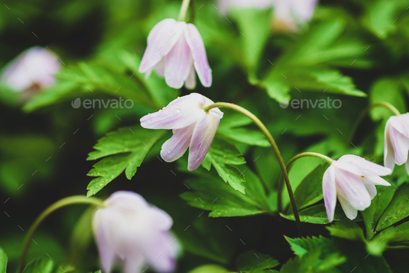 Wood anemone flowers in the forest - Anemone nemorosa - Stock Photo - Images