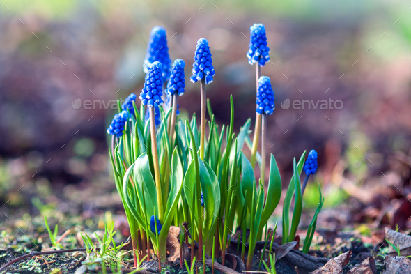 Grape hyacinth flowering - Muscari botryoides plant blooming with blue flowers in spring garden - Stock Photo - Images