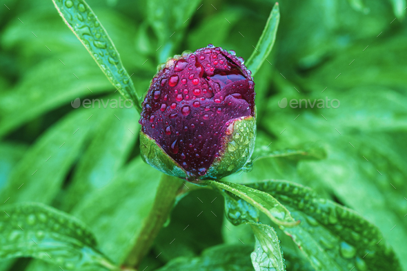 Single burgundy red peony bud in water drops on rainy day