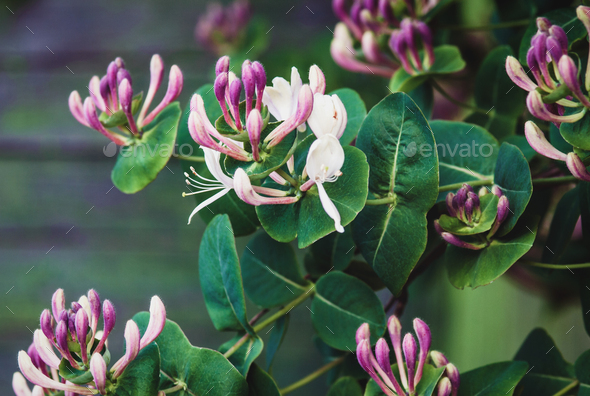 Goat-leaf honeysuckle (Lonicera caprifolium) flowering plant, close up - Stock Photo - Images