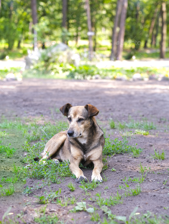 Homeless mongrel dog rests in a forest meadow on a summer day. Sunny evening is too hot. - Stock Photo - Images