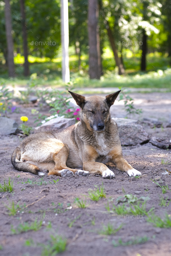 Homeless mongrel dog rests in a forest meadow on a summer day. Sunny evening is too hot. - Stock Photo - Images