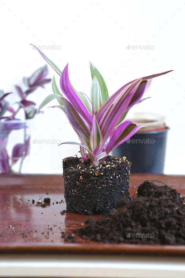 Roots, young shoots of Tradescantia potted flower, land for transplanting. Greenery at home - Stock Photo - Images