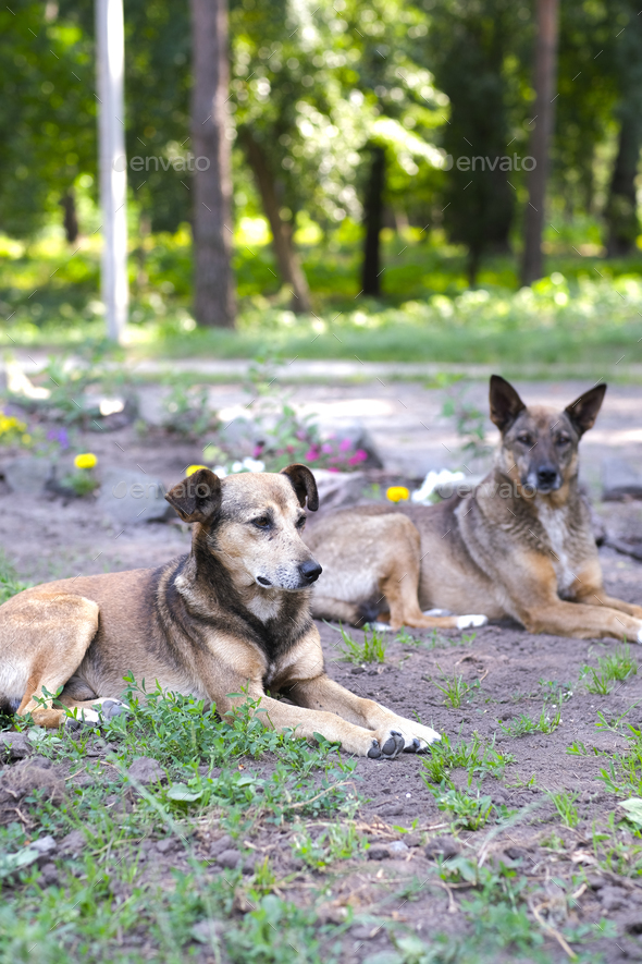 Homeless mongrel dogs rest in a forest meadow on a summer day. Sunny evening is too hot. - Stock Photo - Images