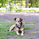 Homeless mongrel dog rests in a forest meadow on a summer day. Sunny evening is too hot. - PhotoDune Item for Sale