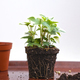 Roots, young shoots of Hedera Helix potted flower, land for transplanting. Greenery at home - PhotoDune Item for Sale