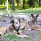 Homeless mongrel dogs rest in a forest meadow on a summer day. Sunny evening is too hot. - PhotoDune Item for Sale