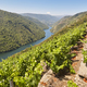 Ribeira sacra terrace vineyards and Sil river canyon in Galicia - PhotoDune Item for Sale