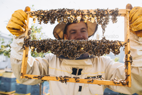 Bees and organic honeycomb with royal jelly. Man beekeeper holding a wooden frame with queen cells