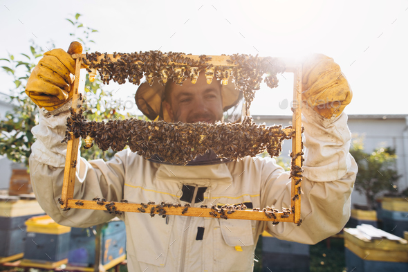 Bees and organic honeycomb with royal jelly. Man beekeeper holding a wooden frame with queen cells