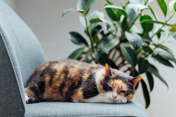 Multicolor pleased, well-fed cat pet Lounging on the gray fabric Arm Chair Near green ficus Plant.