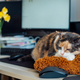 Multicolor cat sleeping on the desk of home based office with IT equipment. Working place  - PhotoDune Item for Sale