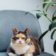 Multicolor pleased, well-fed cat pet Lounging on the gray fabric Arm Chair Near green ficus Plant.  - PhotoDune Item for Sale