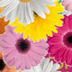 Colourful Mother Day - VideoHive Item for Sale