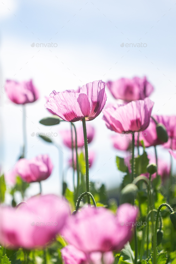 Poppy Flowers on a Sunny Summer Day - Stock Photo - Images