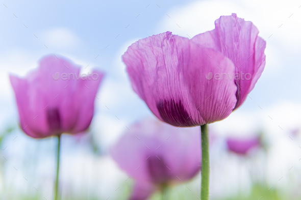 Poppy Flowers on a Sunny Summer Day - Stock Photo - Images