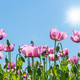 Poppy Flowers on a Sunny Summer Day - PhotoDune Item for Sale