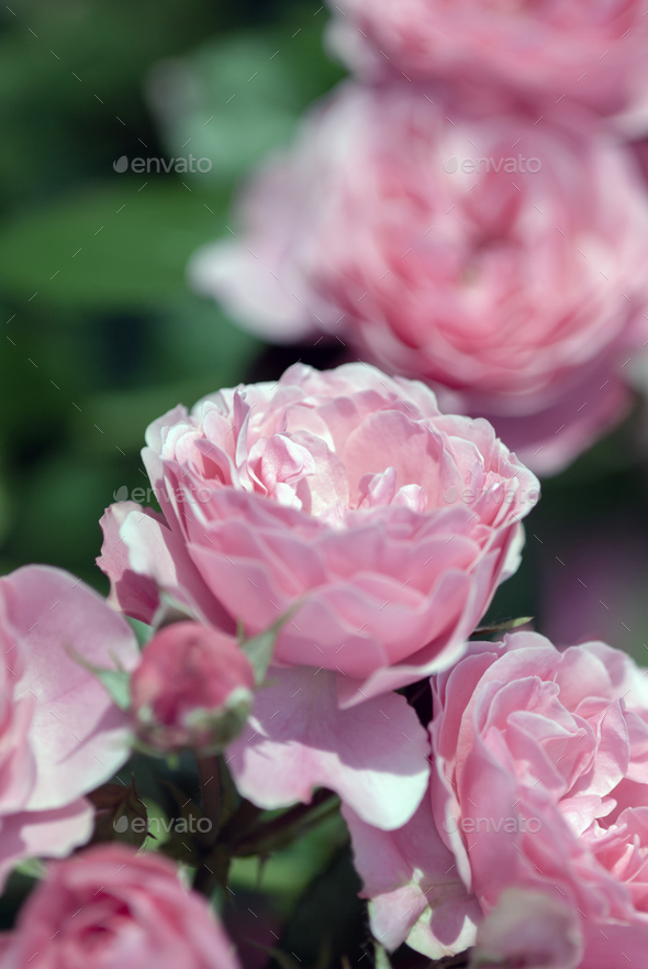 delicate pink rose flowers in landscape gardening design, light pink double roses in summer garden