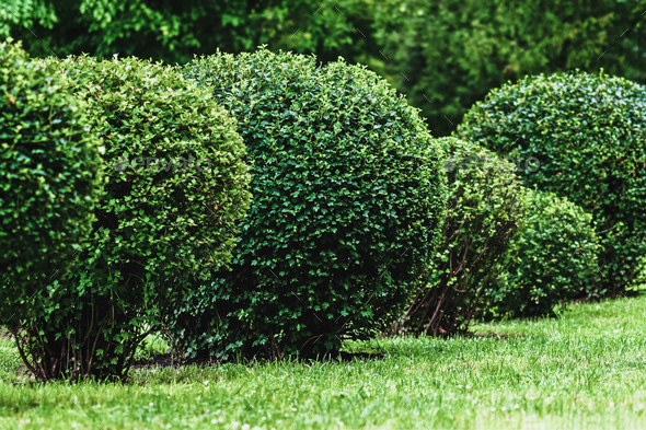 ball shaped shrubs in city park, topiary art Stock Photo by mypics