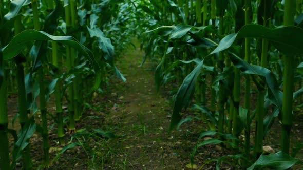 Moving Through Corn Field At Ground Level alt