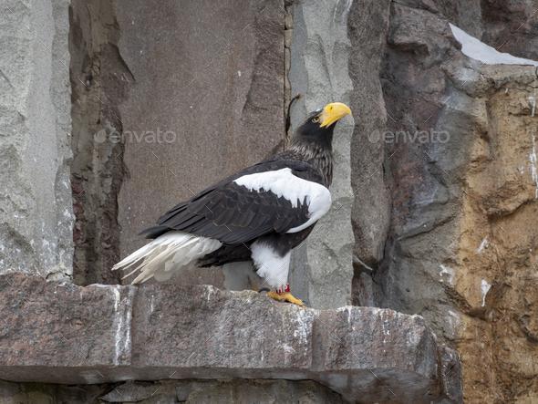 Bald Headed Eagle, close up shot with blurred background - Stock Photo - Images