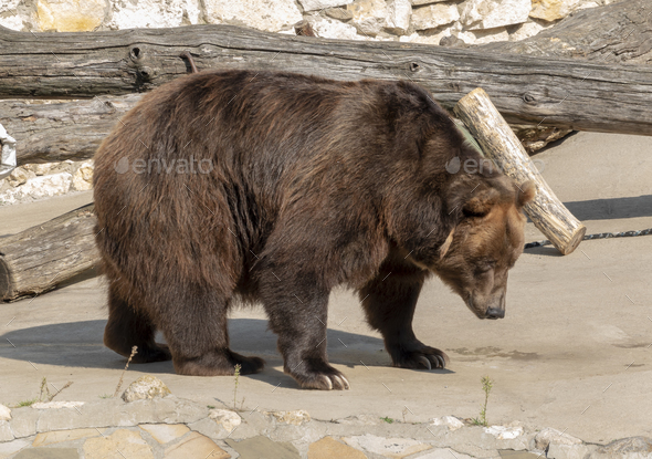 Brown bear Ursus arctos portrait on the hunt - Stock Photo - Images