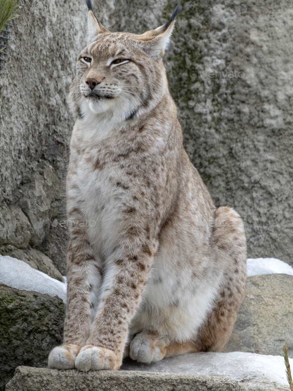 Lynx looks with predatory eyes from the shelter - Stock Photo - Images