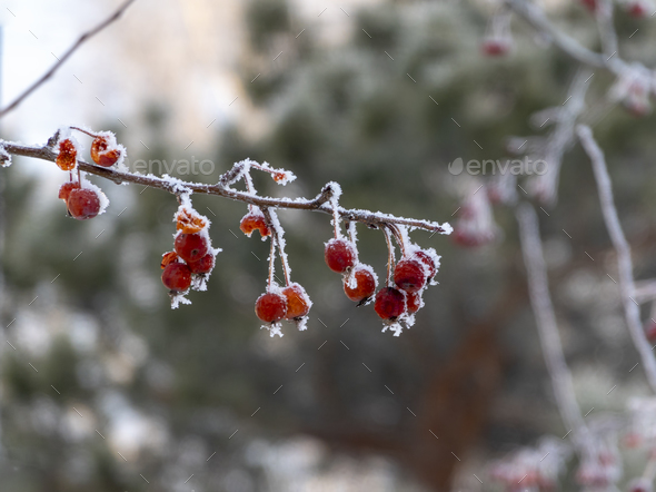 Branches of red bright rowan covered with first snow - Stock Photo - Images