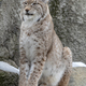 Lynx looks with predatory eyes from the shelter - PhotoDune Item for Sale