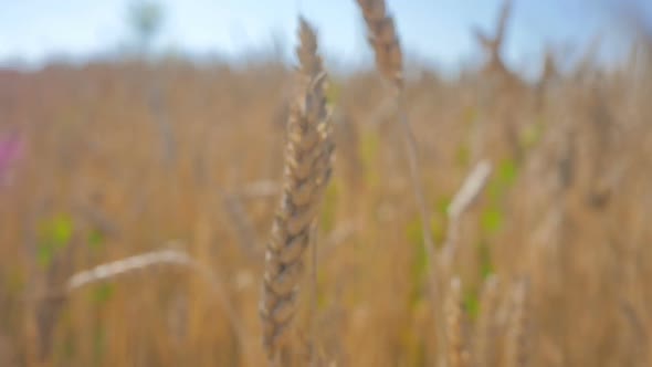 Flight Through The Rye Field