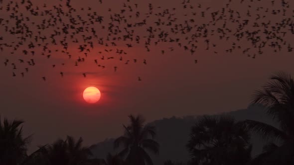 Thousands of bats fly above a lush jungle forest, silhouetted by the bright orange glowing setting s alt