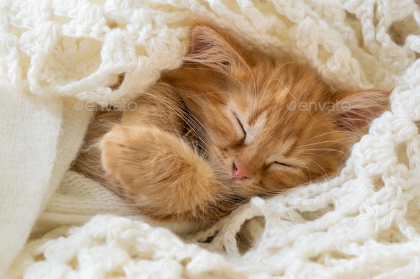 little sleepy cat. Cute ginger kitten sleeps on white blanket. domestic kitten resting on the couch