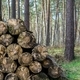 A selective focus image of a pile of lumber in the forest - PhotoDune Item for Sale