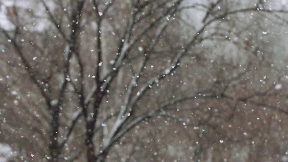 Snowfall On A Tree Background In Winter