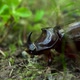 The Red Book Rhinoceros Beetle Sits in the Grass - VideoHive Item for Sale