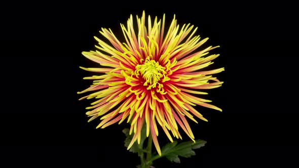 Beautiful Red - Yellow Chrysanthemum Flower Opening alt