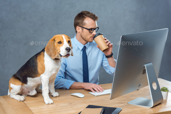 handsome young businessman in eyeglasses drinking coffee and working on computer while beagle