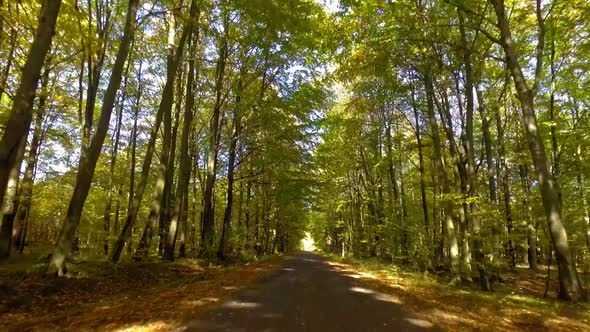 Driving on asphalt road through autumn forest in sunny day alt