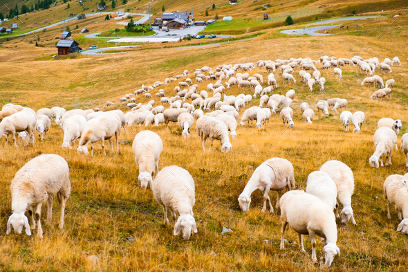 Sheeps runs exploring hillside and eat grass meadow of Alps