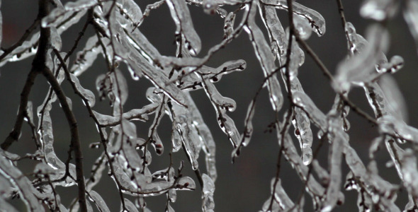 Ice On Tree