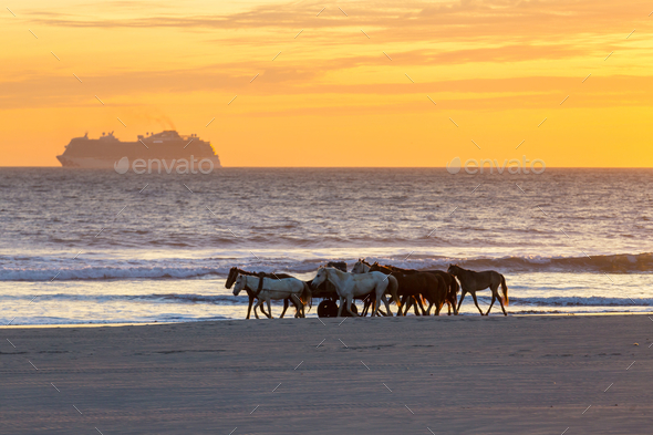 Horse on the beach Stock Photo by Galyna_Andrushko | PhotoDune