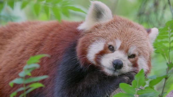 Cute red panda resting between green plants in nature and looking at camera,close up alt