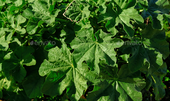Green leaves Pelargonium hortorum (Zonal). Rough round leaves with strong aroma of geranium.  - Stock Photo - Images