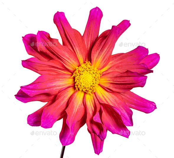 Isolated red dahlia flower blossom - Stock Photo - Images