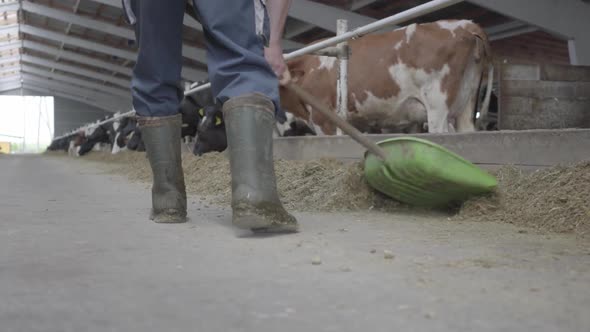 Legs of Unrecognizable Man in Rubber Boots on the Cow Farm Shoveling Hay To Cows alt