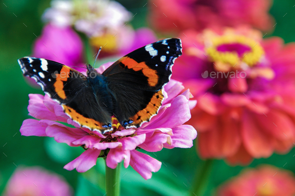 Vanessa atalanta butterfly on garden flower - Stock Photo - Images