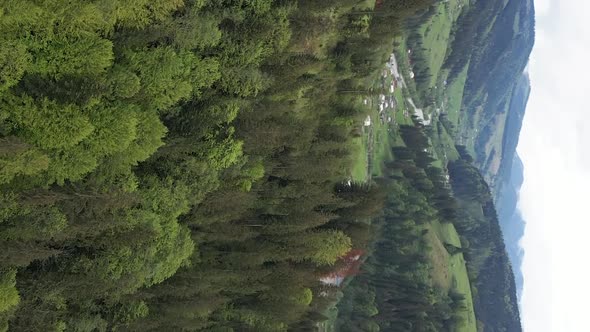 Vertical Video Aerial View of Trees in the Forest alt