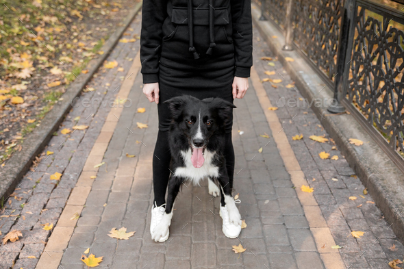 Border Collie - Sidewalk Dog