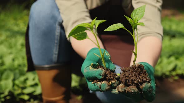 Woman Farmer in Gloves Holds Pepper Seedlings in Her Hands alt